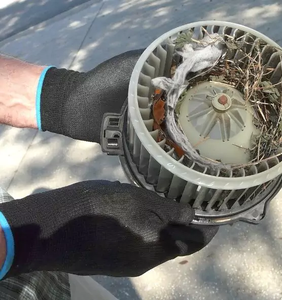 About Air Duct Rat Removal in St. Petersburg, FL